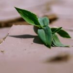 découvrez les défis majeurs du changement climatique et les solutions pour un avenir durable face aux impacts environnementaux et sociaux.