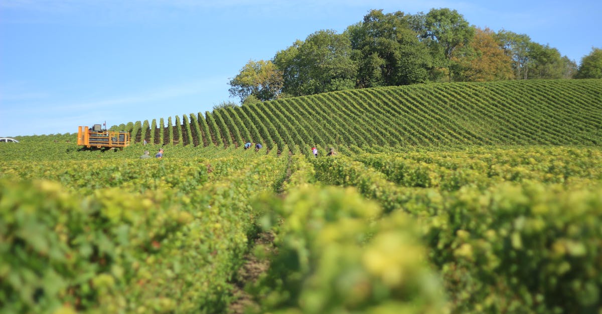 découvrez les causes et conséquences du déclin des vignobles français, ainsi que les efforts pour préserver ce patrimoine viticole unique.