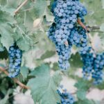 analyse du déclin de l'industrie viticole française : causes, impacts économiques et perspectives d'avenir pour le secteur du vin en france.