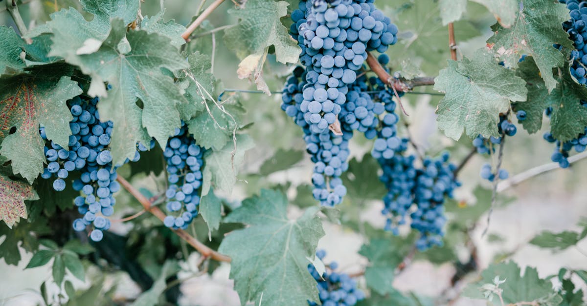 analyse du déclin de l'industrie viticole française : causes, impacts économiques et perspectives d'avenir pour le secteur du vin en france.