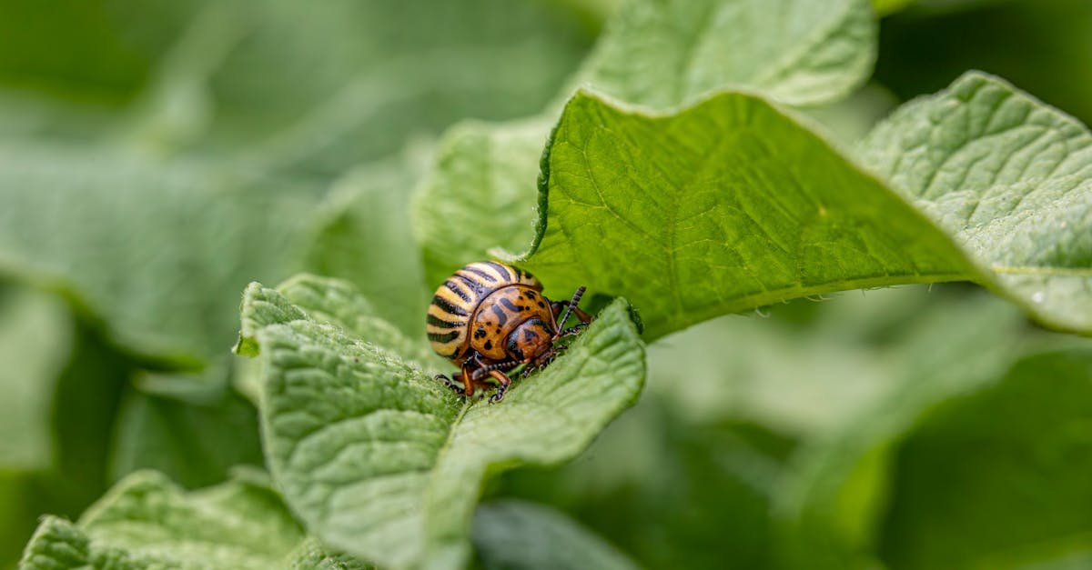 découvrez les causes et conséquences de la faillite dans l'élevage d'insectes, un secteur innovant mais confronté à des défis financiers majeurs.