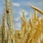 découvrez les raisons de la faillite dans l'élevage d'insectes, ses impacts sur l'industrie et les leçons à tirer pour l'avenir de cette filière innovante.