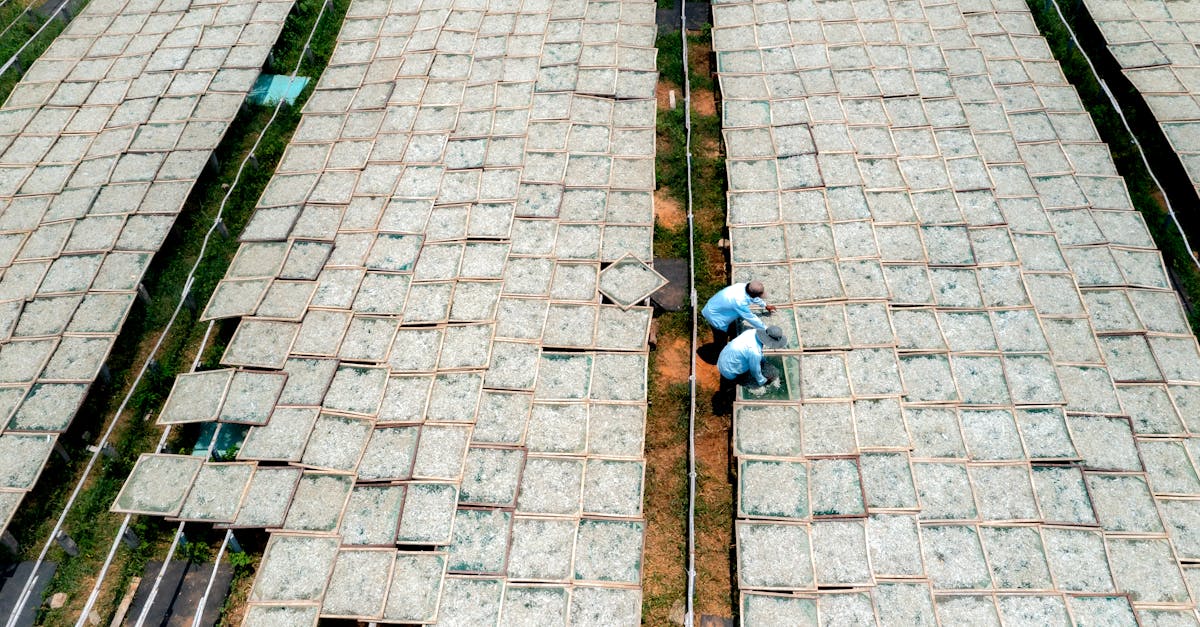 découvrez comment assurer une transition économique durable en intégrant des pratiques respectueuses de l'environnement et favorisant une croissance responsable.
