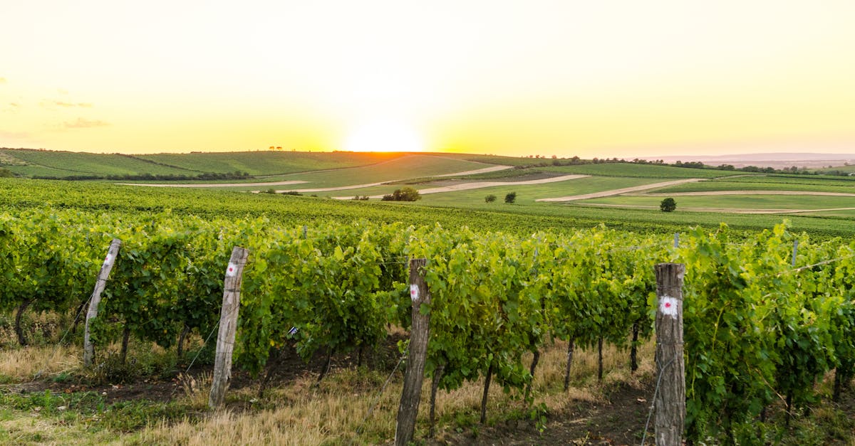 découvrez l'univers des vignobles : des paysages magnifiques, la culture de la vigne, et l'art de la dégustation de vins raffinés.
