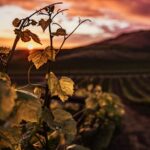 découvrez les vignobles d'exception, leurs paysages pittoresques et l'art de la viticulture pour des expériences œnologiques uniques.