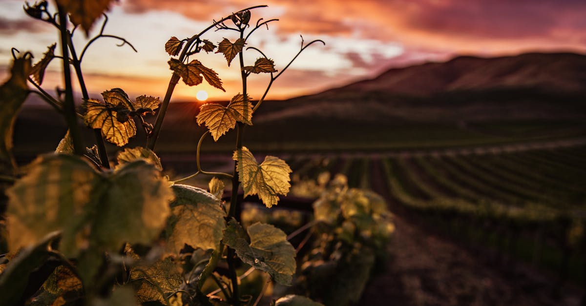 découvrez les vignobles d'exception, leurs paysages pittoresques et l'art de la viticulture pour des expériences œnologiques uniques.
