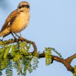 découvrez les enjeux et les tensions liés au conflit au groenland, entre enjeux géopolitiques, ressources naturelles et aspirations des populations locales.