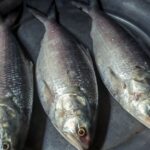 découvrez les enjeux actuels de la crise du maquereau, ses causes, impacts environnementaux et économiques, ainsi que les solutions envisagées pour préserver cette ressource marine essentielle.