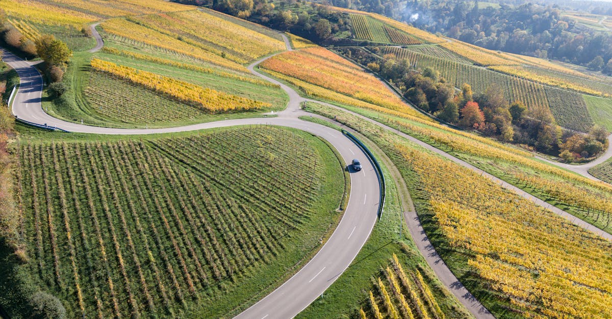 découvrez les méthodes et raisons du déracinement des vignobles, une étape clé pour rénover ou replanter vos terres viticoles efficacement.