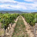 découvrez tout sur l'arrachage des vignobles, ses techniques, ses raisons et son impact sur la viticulture durable.