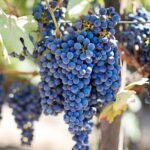 découvrez les méthodes et les raisons du arrachage des vignobles, une étape clé pour renouveler les plantations et améliorer la qualité des raisins.