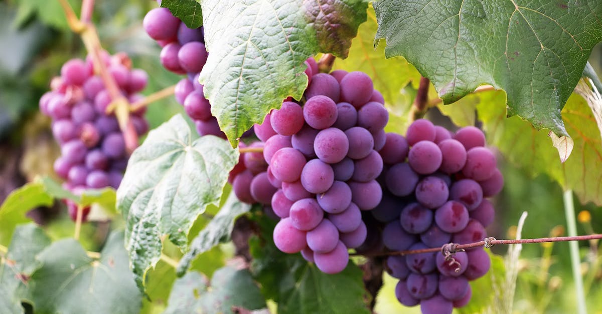 découvrez le processus d'arrachage des vignobles, une étape essentielle pour la rénovation ou la replantation des vignes, garantissant la qualité et la durabilité de la production viticole.