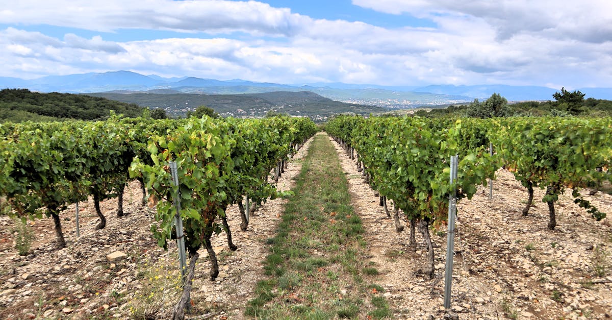 découvrez tout sur l'arrachage des vignobles, ses techniques, ses raisons et son impact sur la viticulture durable.