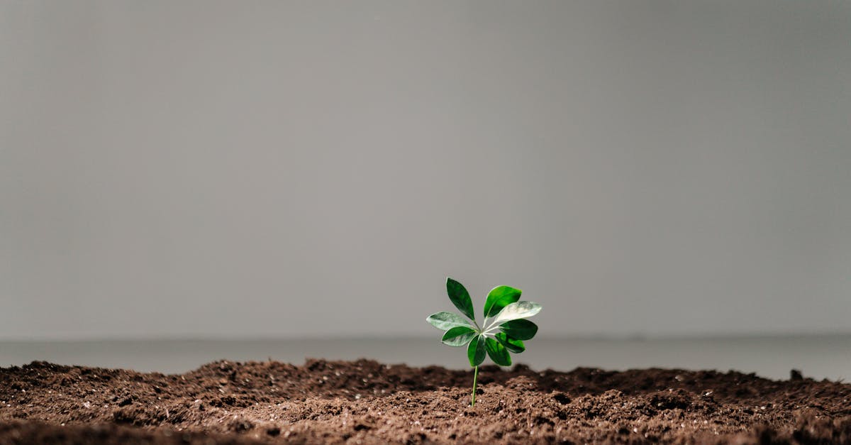 découvrez des stratégies efficaces pour assurer une croissance organique durable de votre entreprise grâce au marketing naturel et à l'optimisation.