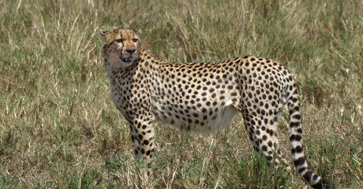 découvrez l'aventure ultime avec notre safari exclusif : observez la faune sauvage dans son habitat naturel, vivez des moments inoubliables et explorez des paysages époustouflants.