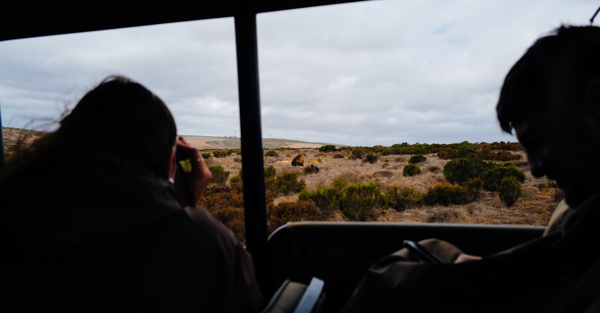 découvrez l'aventure ultime avec nos safaris inoubliables. explorez la faune sauvage, vivez des rencontres exceptionnelles et capturez des souvenirs pour toute une vie.