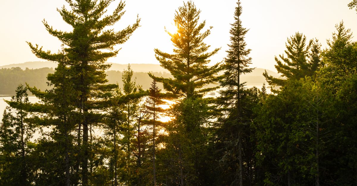 analyse critique de la gestion forestière au québec, explorant les enjeux environnementaux, sociaux et économiques associés à cette industrie clé.