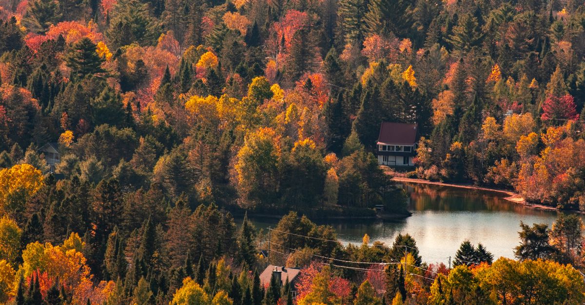 analyse et critique des pratiques forestières au québec, abordant les enjeux environnementaux, économiques et sociaux liés à la gestion durable des forêts.